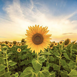 Meet your Posher, Candy